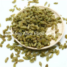 Xinjiang Bulk and Cheap Price Dried Raisins Green Jumbo Raisins